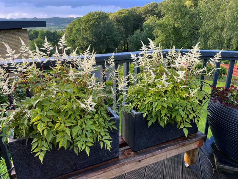 2024/6 Sommer p� terrassen